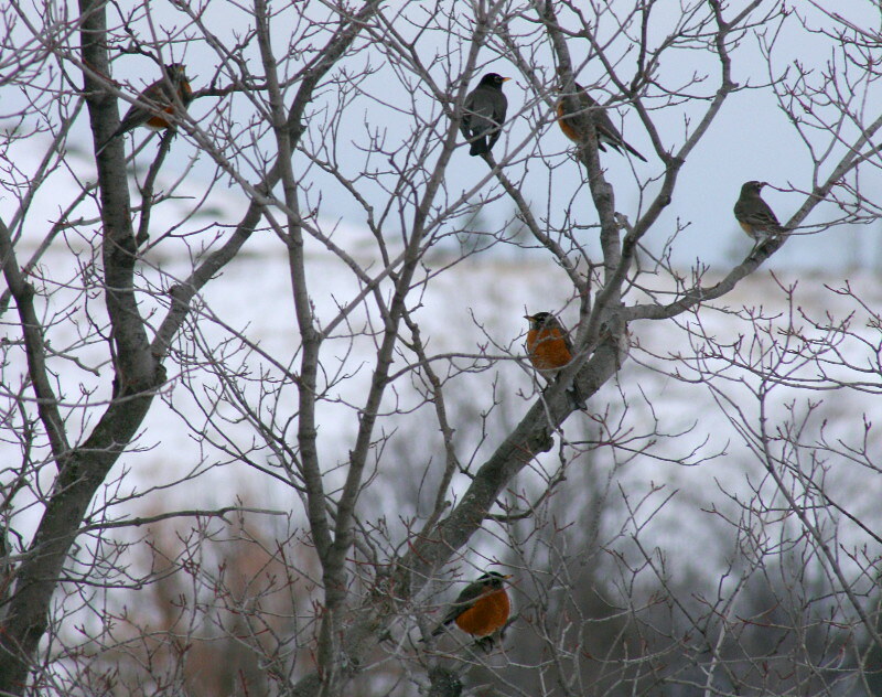 Robin, American (Flocking Observed)